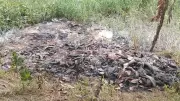 বাঞ্ছারামপুরে কোরবানির চামড়ায় দুর্গন্ধ, ভোগান্তি