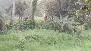 চাঁপাইনবাবগঞ্জে বিএসএফের পুশইন চেষ্টা ব্যর্থ করেছে বিজিবি