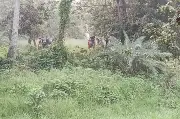 বিএসএফের ঠেলে পাঠানো ২৮ জন সীমান্তের শূন্যরেখায়, বিজিবির প্রতিরোধে পতাকা বৈঠক