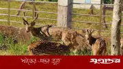 সুন্দরবনে তাপদাহে চিত্রল হরিণের শাবকের মৃত্যু