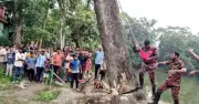 ব্রাহ্মণবাড়িয়ায় ঝড়ে উপড়ে পড়া আলোচিত গাছ কেটে ফেলা হয়েছে