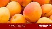প্রতিদিন এপ্রিকট খেলে শরীরে কী ঘটে? জানালেন বিশেষজ্ঞরা