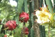 ড্রাগন ফলের সৌন্দর্য: সাদা ফুল থেকে লাল ফলে