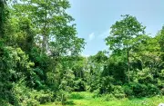 পরিবেশ রক্ষায় ২৫ কোটি গাছ লাগানোর উদ্যোগ সরকারের