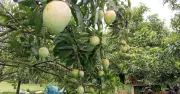 রংপুরের হাঁড়িভাঙা আমের সুনাম বিশ্বজুড়ে, ২০০ কোটি টাকার বিক্রির আশা