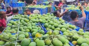 আমের মৌসুম ও ক্যালেন্ডার: নিরাপদ আম চেনার উপায়