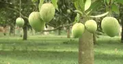 হাঁড়িভাঙা আমের নামকরণের মজার গল্প, এবার ২০০ কোটি টাকার বিক্রির আশা