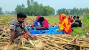 ঠাকুরগাঁও সীমান্তে পুশইন অন্তঃসত্ত্বা নারীসহ ৩৬ ঘণ্টা মানবেতর জীবন