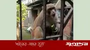 নাটোরে বানরের আক্রমণে আহত ৩২, রেহাই পেতে ডিসির কাছে আবেদন