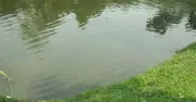 মুক্তাগাছায় পুকুরের পানিতে ডুবে দুই শিশুর মৃত্যু