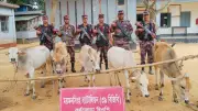সীমান্তে চোরাচালান প্রতিরোধে বিজিবির অভিযান, ৫ গরু জব্দ