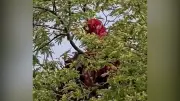 প্রথম আলোর ভিডিও কন্টেন্ট নিয়ে নতুন উদ্যোগ