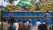 কাঁঠালের বাজারে ক্রেতা-বিক্রেতাদের ব্যস্ততা