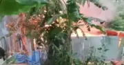 পাবনায় ধর্ষণ-হত্যায় আসামিদের বাড়িতে আগুন, দগ্ধ হয়ে ৩ জনের মৃত্যু
