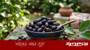 রক্তচাপ নিয়ন্ত্রণ ও পরিপাকতন্ত্রের সুরক্ষায় জামের যত উপকারিতা