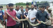 দীঘিনালায় মাছ ধরার জালে আটকা পড়া ৮ ফুটের বার্মিজ অজগর উদ্ধার