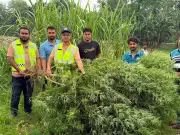 কুড়িগ্রামে মরিচখেতে গাঁজাগাছ জব্দ, কৃষকের বিরুদ্ধে মামলা