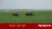 দৌলতখানে মহিষ চরানোকে কেন্দ্র করে সংঘর্ষ, আহত ৩