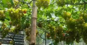 রাজশাহীর বারেন্দ্র অঞ্চলে বাণিজ্যিক আঙ্গুর চাষের সম্ভাবনা উজ্জ্বল