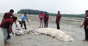 কুয়াকাটায় ৫৬ ফুটের মৃত বেলিন তিমি ভেসে এলো, দুই যুগে দ্বিতীয় বৃহত্তম