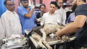 বগুড়ায় কুকুর কুপিয়ে জখম: প্রধানমন্ত্রীর নির্দেশে মামলা, গ্রেপ্তার ১