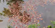 ফরিদপুরে পেঁয়াজের বাম্পার ফলন, ন্যায্যমূল্য না পেয়ে হতাশ চাষিরা