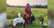 ছাগল পালনে বদলে গেল গৃহিণীর জীবন, দুই থেকে তেরো