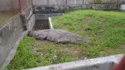 বাংলাদেশের স্বর্ণের দাম ভরিতে ৪ হাজার ৪৩২ টাকা বেড়েছে