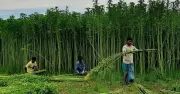 নতুন পাটকল স্থাপনের পরিকল্পনা নেই সরকারের