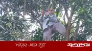 নেটওয়ার্ক না পেয়ে আমগাছে উঠে অনলাইন হাজিরা দিলেন প্রধান শিক্ষক