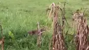 বাংলাদেশের বিপক্ষে ভারতের জয়ের ধারা অব্যাহত