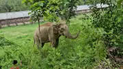 টেকনাফে আহত মা হাতি শাবকসহ কোস্টগার্ড কার্যালয়ে আশ্রয়