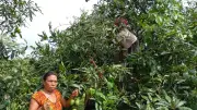 আমের মৌসুমে পাহাড়ি নারীদের আয়ের নতুন দিগন্ত