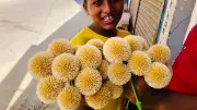 হাওরে নতুন পানি, মহিষের শরীরের তাপমাত্রা নিয়ন্ত্রণ