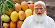বিরোধীদলীয় নেতার বিশেষ উপহার: সংসদের সবার জন্য আম