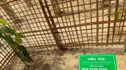 প্রধানমন্ত্রীর রোপণ করা ঝুঁকিপূর্ণ তেলি গর্জন চারার সুরক্ষায় বিশেষ ব্যবস্থা