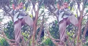 নেটওয়ার্ক না থাকায় গাছে উঠে অনলাইনে হাজিরা দিলেন শিক্ষক