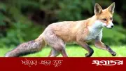 গাজীপুরের কালিয়াকৈরে পাগলা শিয়ালের কামড়ে নারী-শিশুসহ আহত ২০
