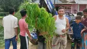 সীতাকুণ্ডে জুয়ার আসর জমে উঠল, গাঁজা গাছ উদ্ধার