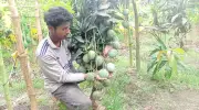 লেখাপড়ার পাশাপাশি আম বাগান গড়ে সাফল্য, আয় এক লাখ টাকা