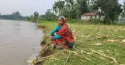 কুড়িগ্রামে তিস্তা ও ধরলা নদীর ভাঙনে ৪০টি পরিবার উদ্বাস্তু, হুমকিতে ৫০টির বেশি পরিবার