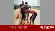 নরসিংদীতে কুকুরের গলায় ইট বেঁধে নদীতে নিক্ষেপ, যুবক আটক