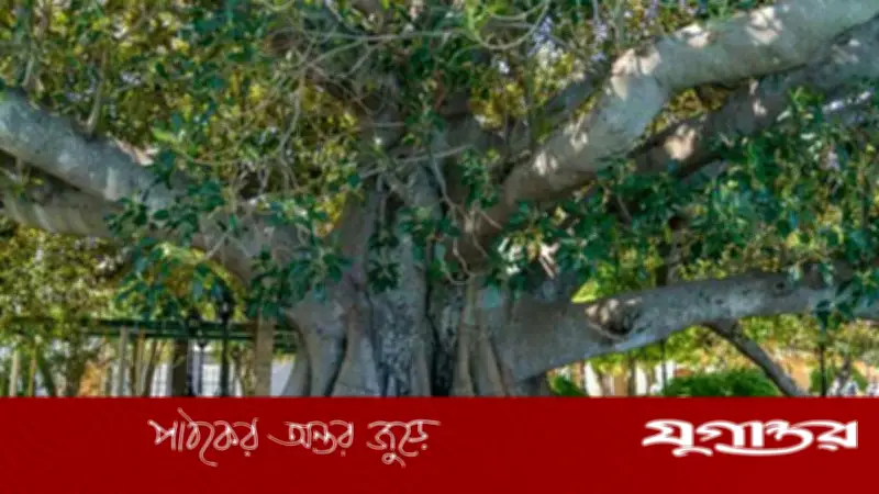 বিহারে ৭০০ বছর বয়সি বটগাছের সন্ধান, রেডিওকার্বন পরীক্ষায় নিশ্চিত