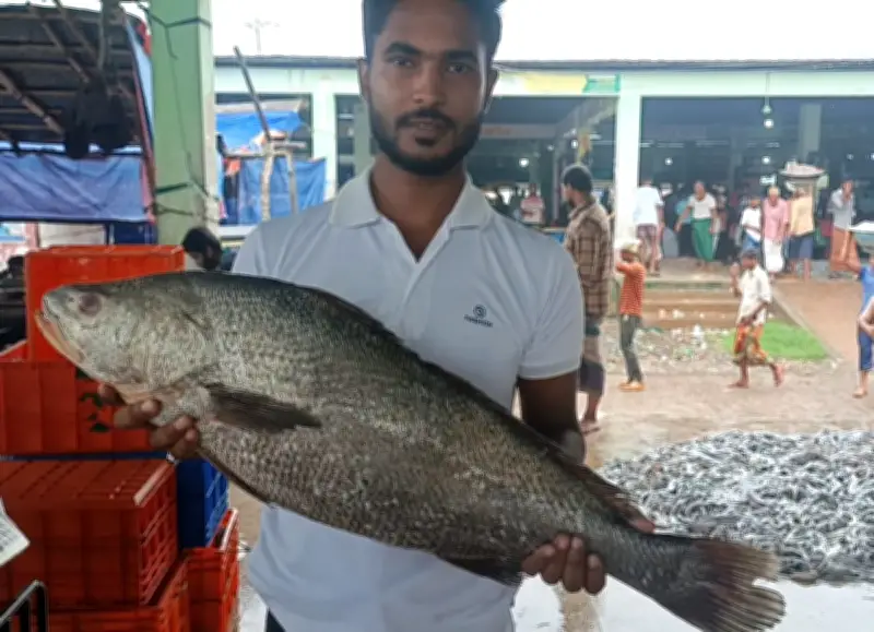 পটুয়াখালীতে জেলের জালে ৮ কেজির কালো পোয়া মাছ, বিক্রি ৫০ হাজার টাকায়
