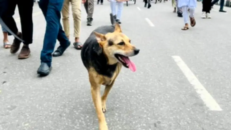 আভ্রা: টিএসসির চারপেয়ে হৃদয়