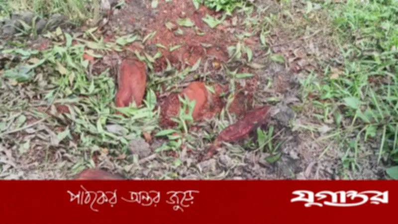 বাবুগঞ্জে সামাজিক বনায়নের ৩২ মেহগনি গাছ কেটে বিক্রির অভিযোগ আ.লীগ নেতার বিরুদ্ধে
