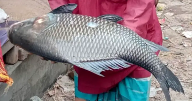 ভদ্রা নদীতে মাছের প্রাচুর্য: বানিয়াখালী অভয়াশ্রমের সাফল্য