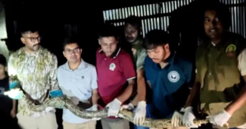 কক্সবাজারের উখিয়ায় ১৫ কেজি ওজনের বার্মিজ অজগর উদ্ধার
