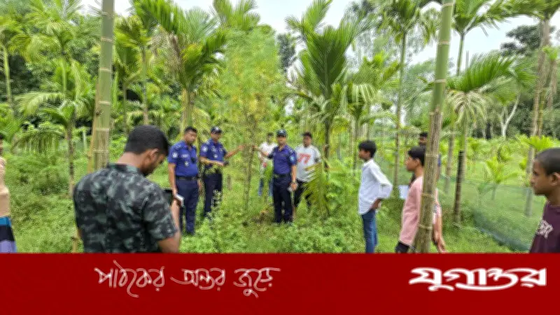 সুপারি বাগানের আড়ালে গাঁজা চাষ, কুড়িগ্রামে পুলিশের অভিযানে ৪ গাছ জব্দ
