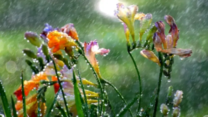 টানা বৃষ্টির আভাস, কমবে তাপমাত্রা; জুলাই আন্দোলন নিয়ে অপপ্রচার